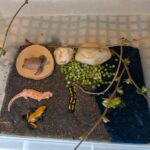 Froschteich